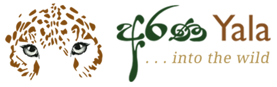 Arana by Forest Trails