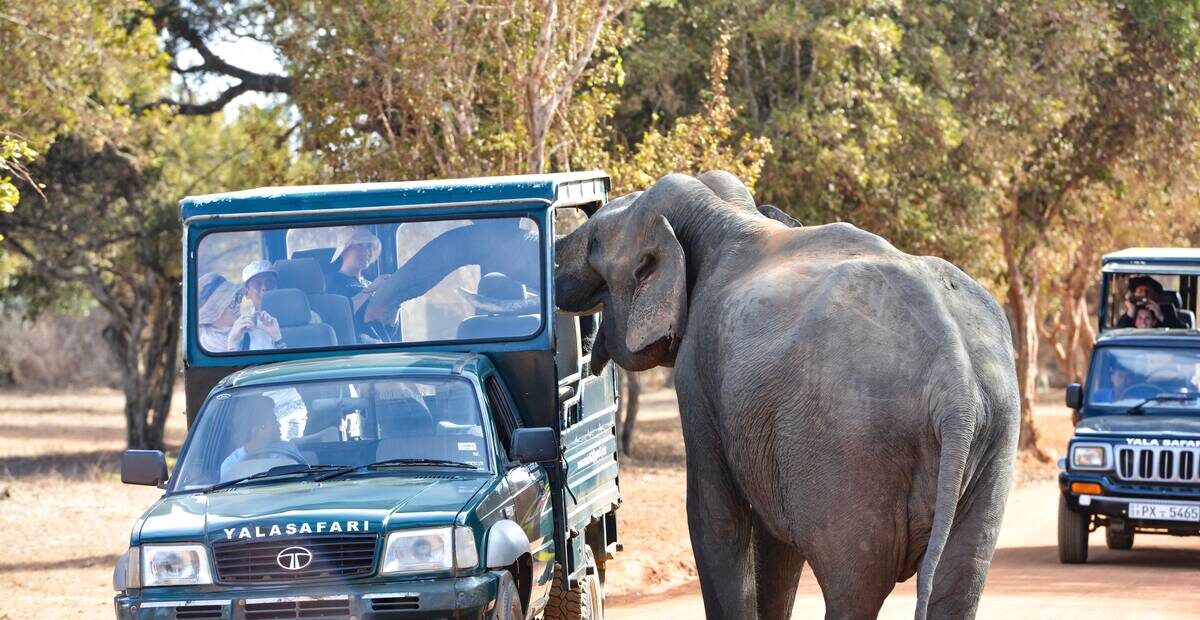 An elephant beside safari jeeps on a Yala drive from Arana