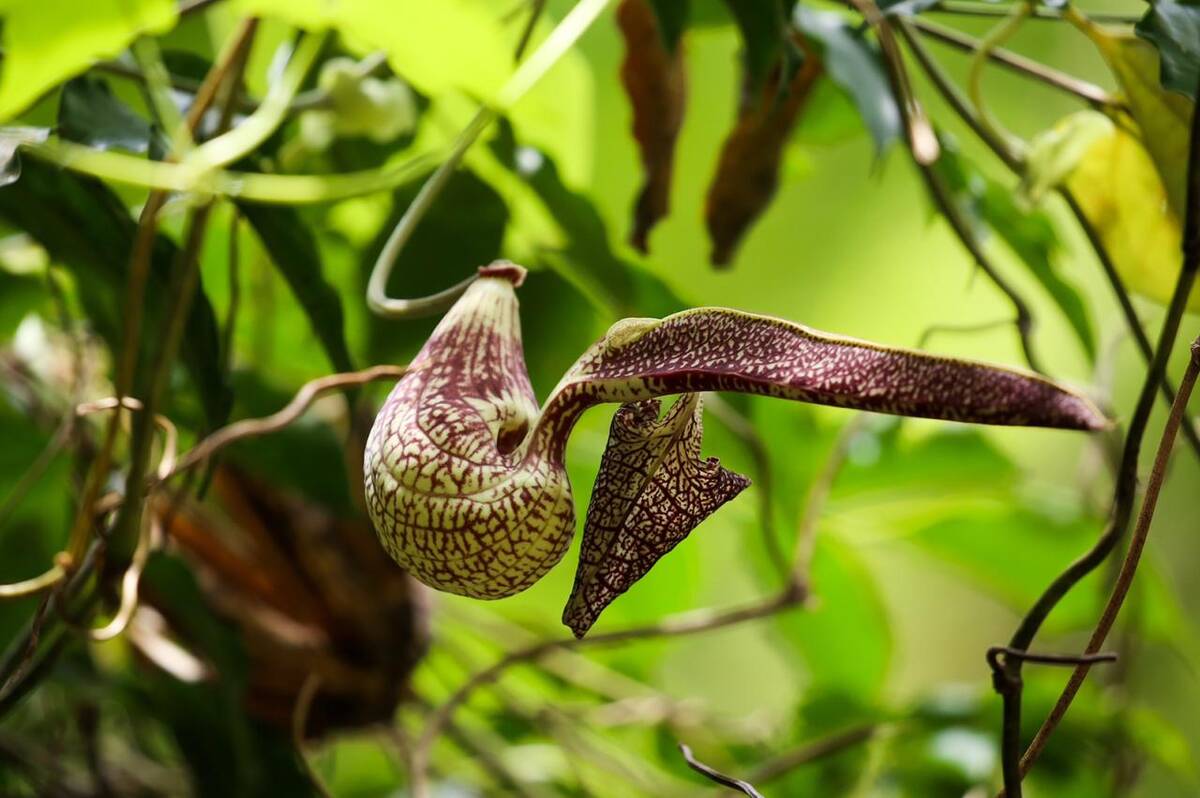 Aristolochia pelican flower in close-up at Arana by Forest Trails, Yala Junction, Sri Lanka