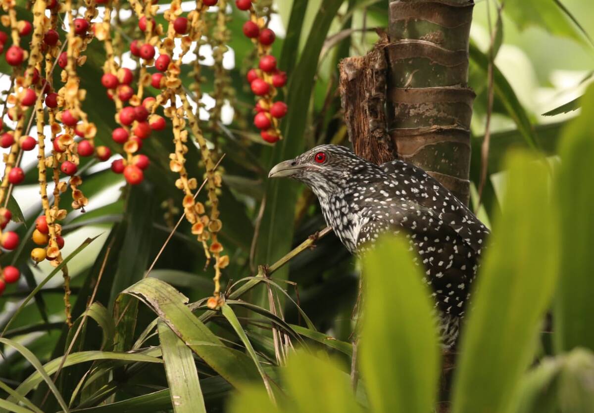 Asian koel bird in Yala National Park, Sri Lanka