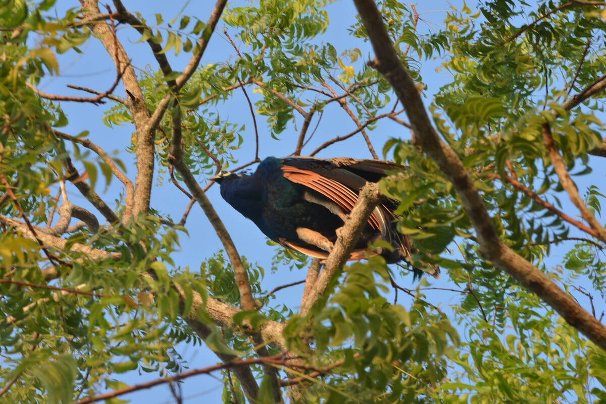 George and the neem tree