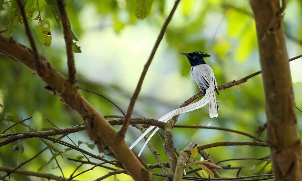 A bird perched in jungle foliage
