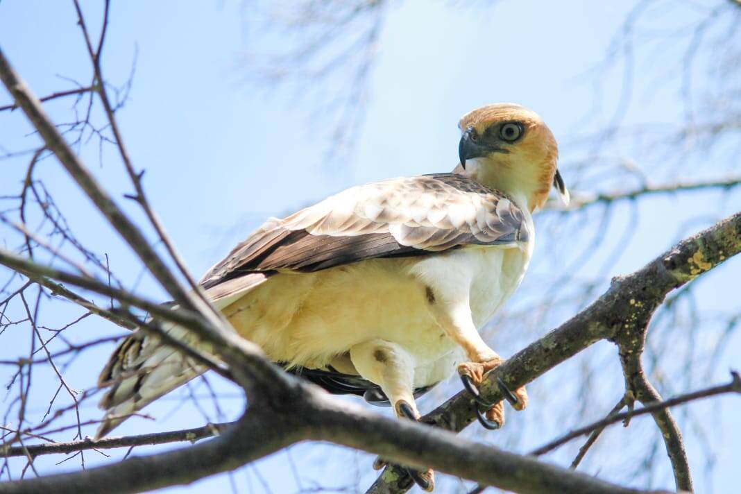 A changeable hawk-eagle perched on a branch in Yala