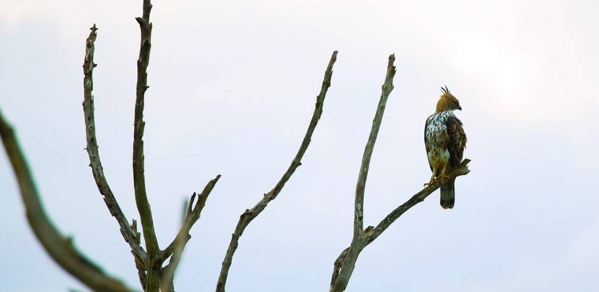 Crested hawk perched on a bare branch in Yala