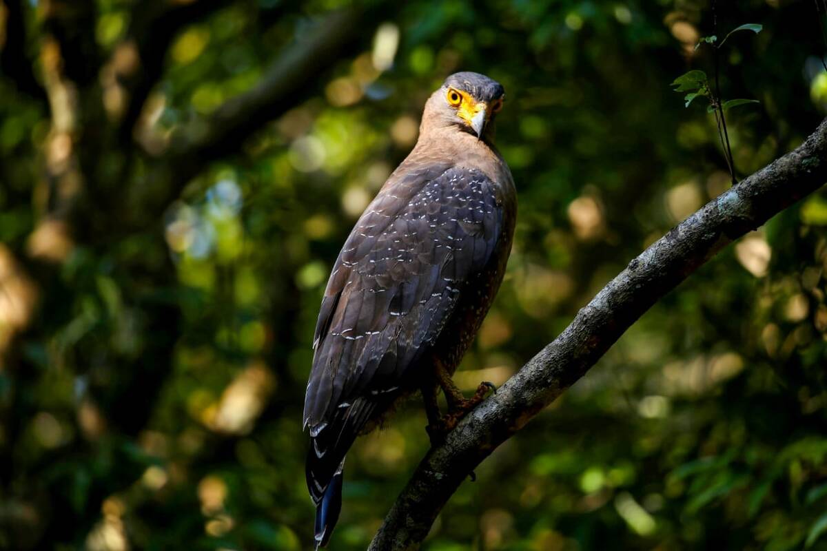 A crested serpent eagle perched in the forest near Yala