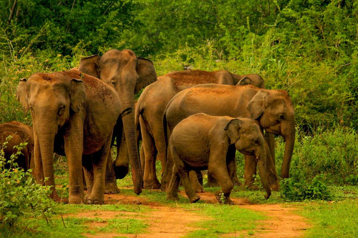 A wild elephant herd with calves crossing a red earth track in Yala National Park