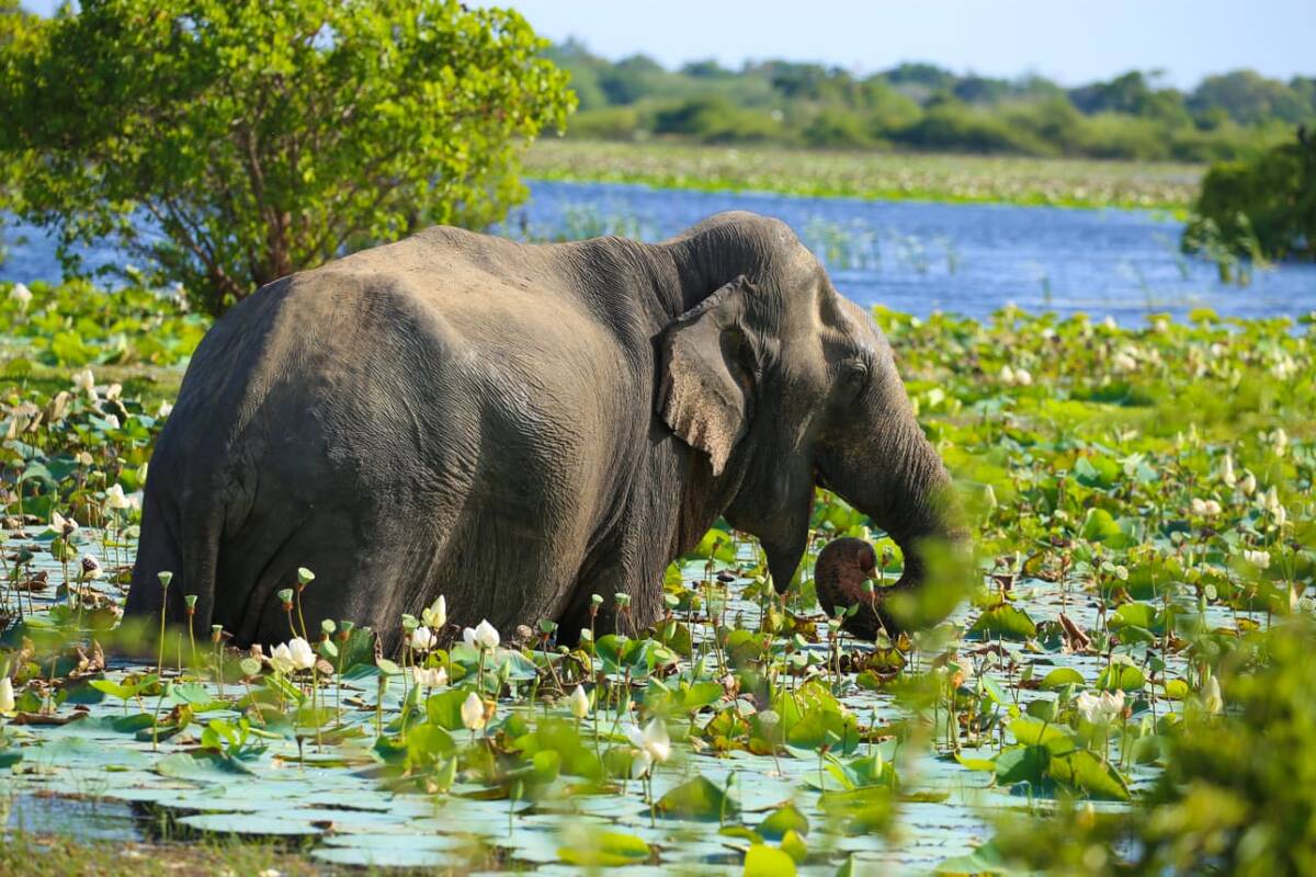 An elephant surrounded by lily pads in a Yala lake