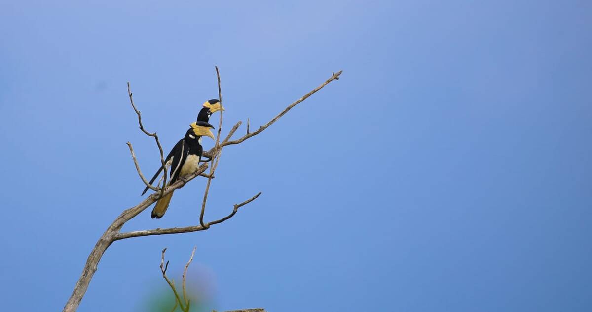 A pair of hornbills perched on a dead branch in Yala