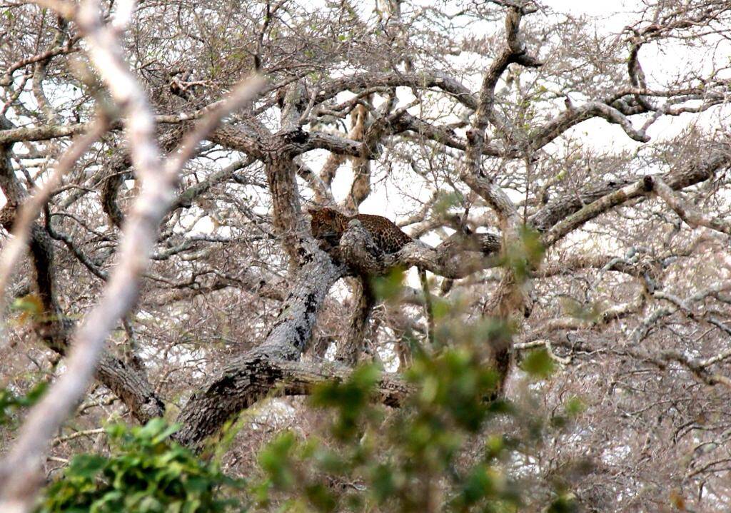 The leopards we don't see
