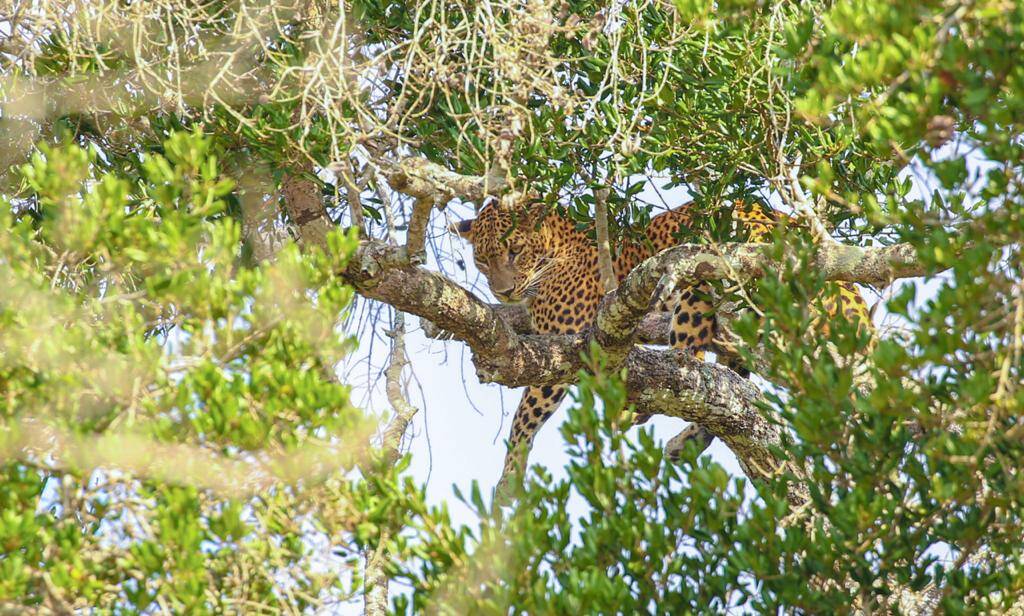 A leopard at golden hour in Yala scrub