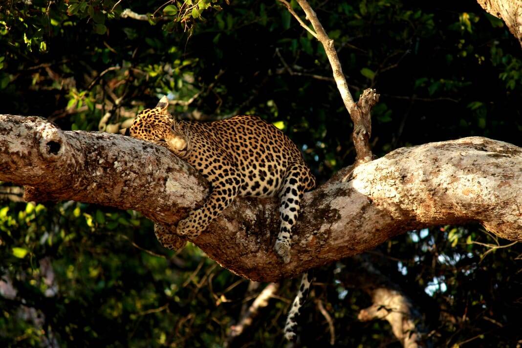 Leopard looking down from a tree branch in Yala National Park