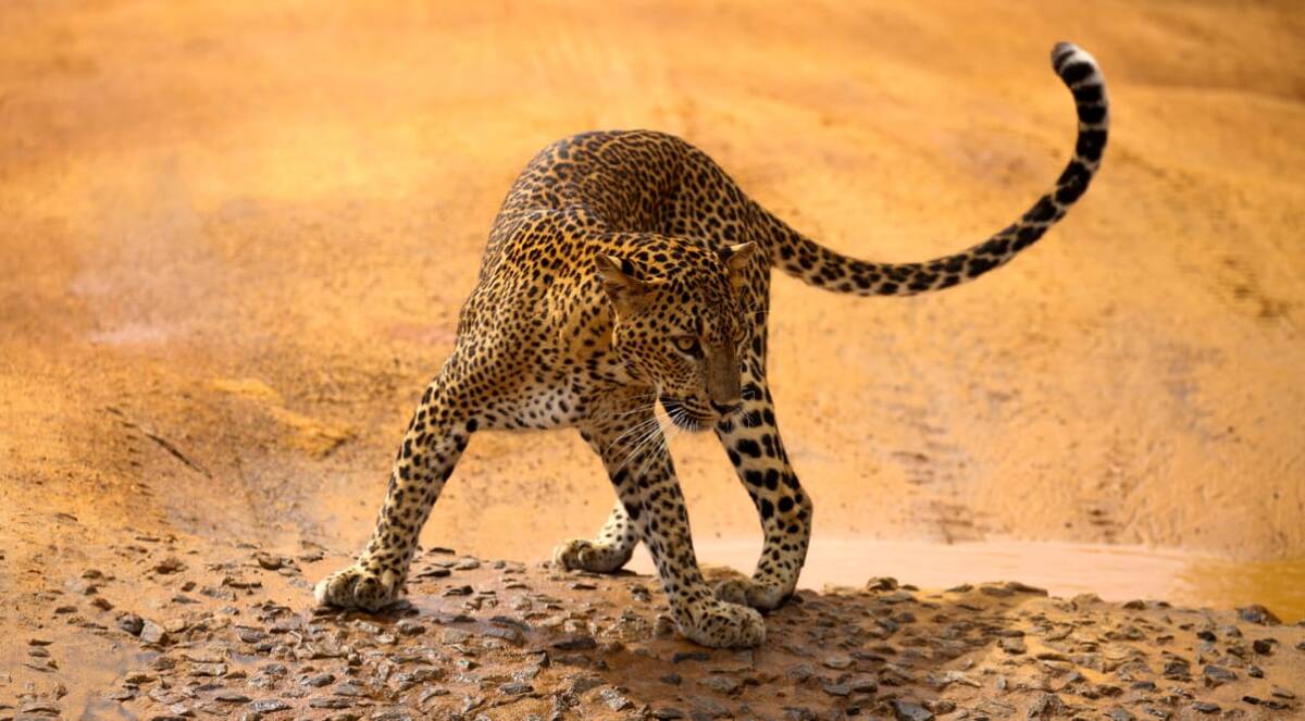 A wild leopard on golden sand, backlit at low sun in Yala National Park