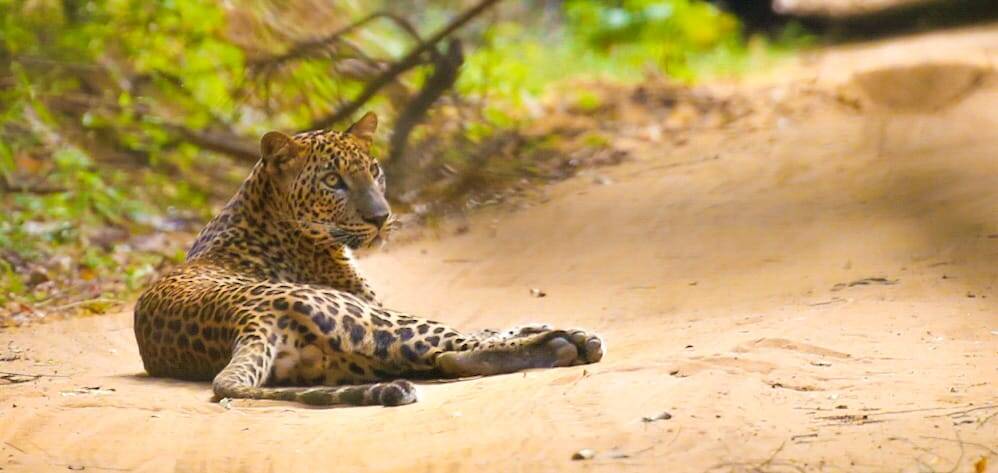 Leopard reclining on a sandy track in Yala National Park, Sri Lanka