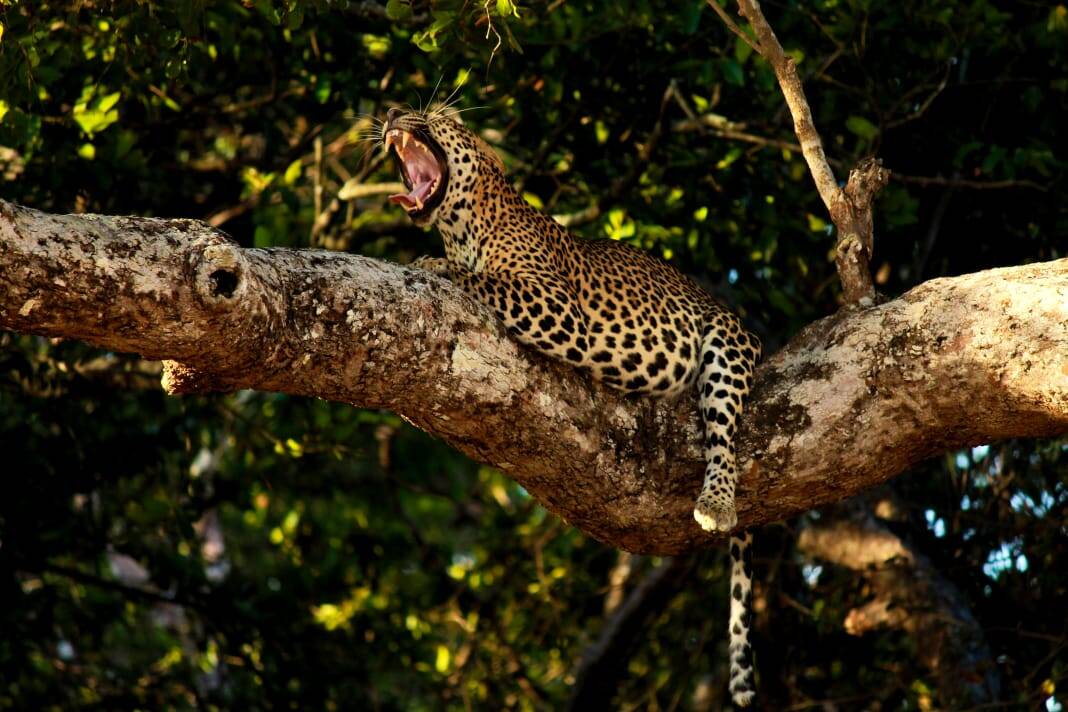 A leopard resting on a tree branch in Yala National Park