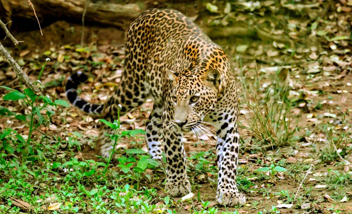Leopard resting on a tree branch in Yala National Park