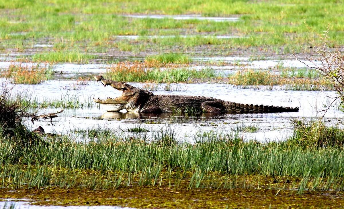 A mugger crocodile basking at the waterline in Yala National Park