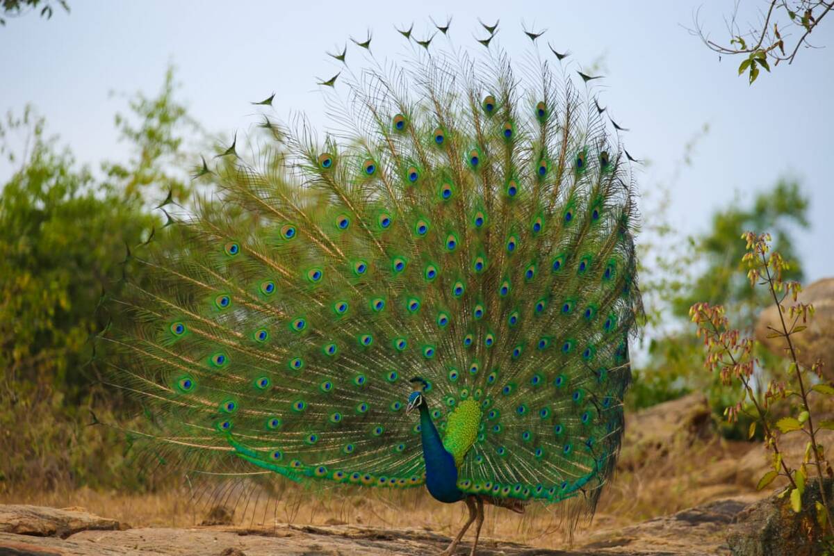A peacock in full display, fanning its iridescent tail in Yala National Park