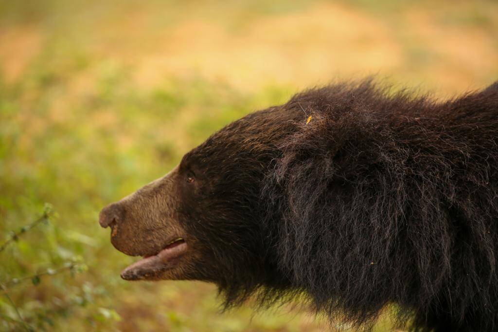 A close portrait of a wild sloth bear in Yala National Park
