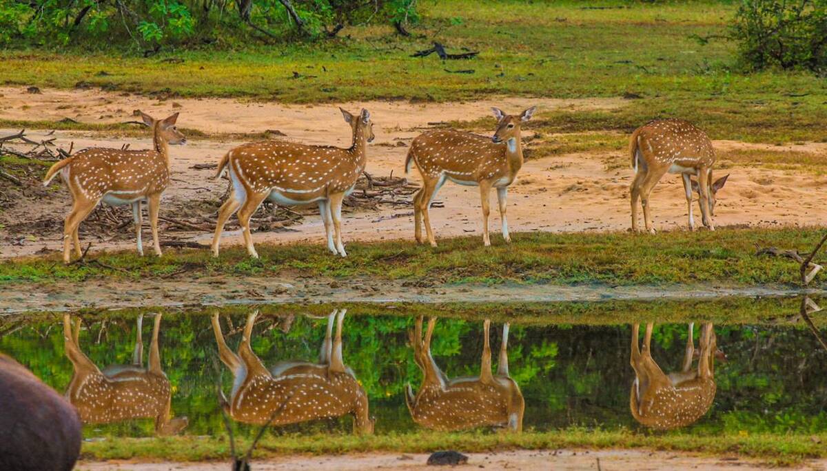 A herd of spotted deer reflected at a waterhole in Yala National Park