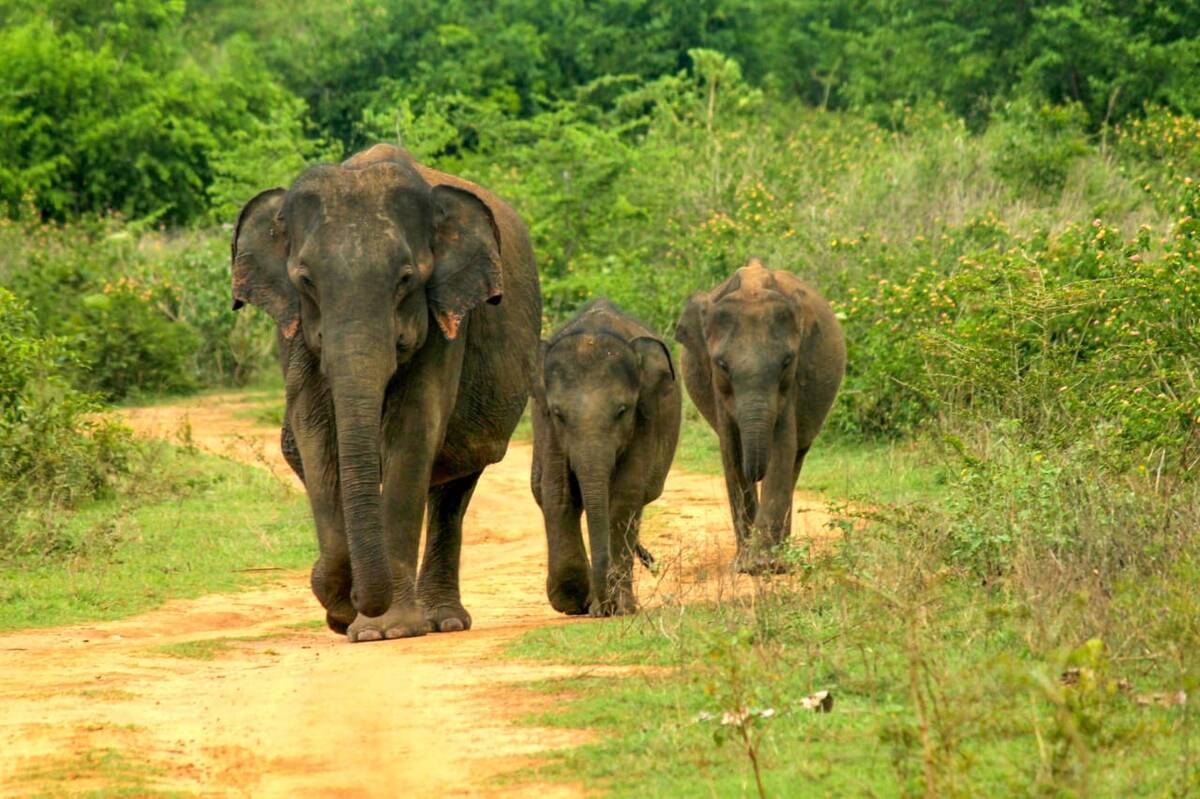 An elephant family walking along a track in the open terrain near Yala