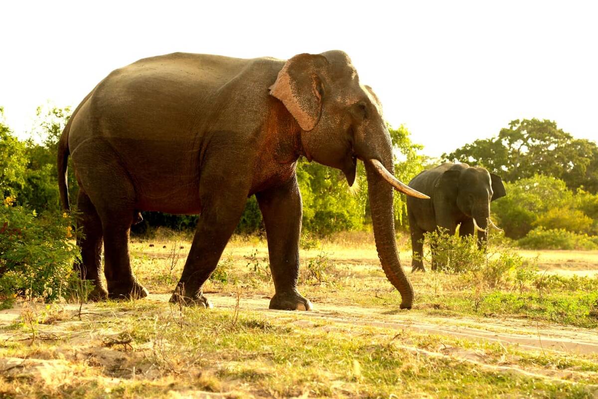 Tusker elephants grazing at the forest edge in Yala