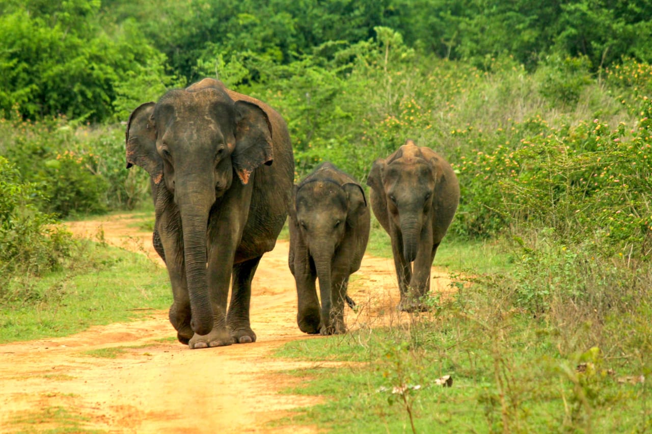 Wild elephants in Yala National Park