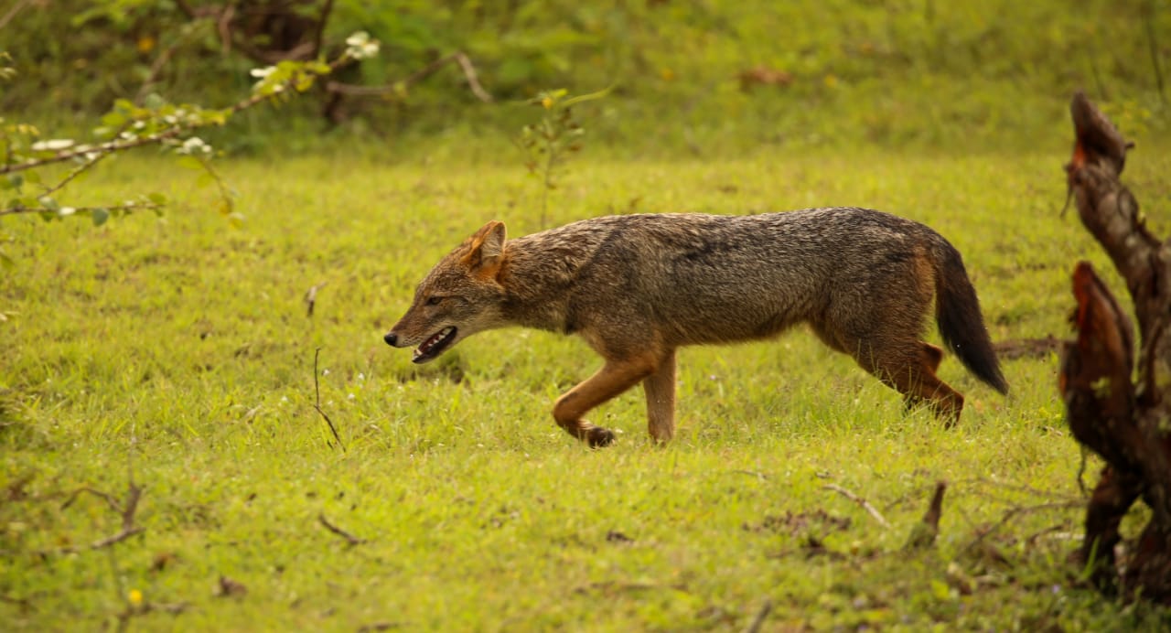 A golden jackal in the open terrain of Yala National Park