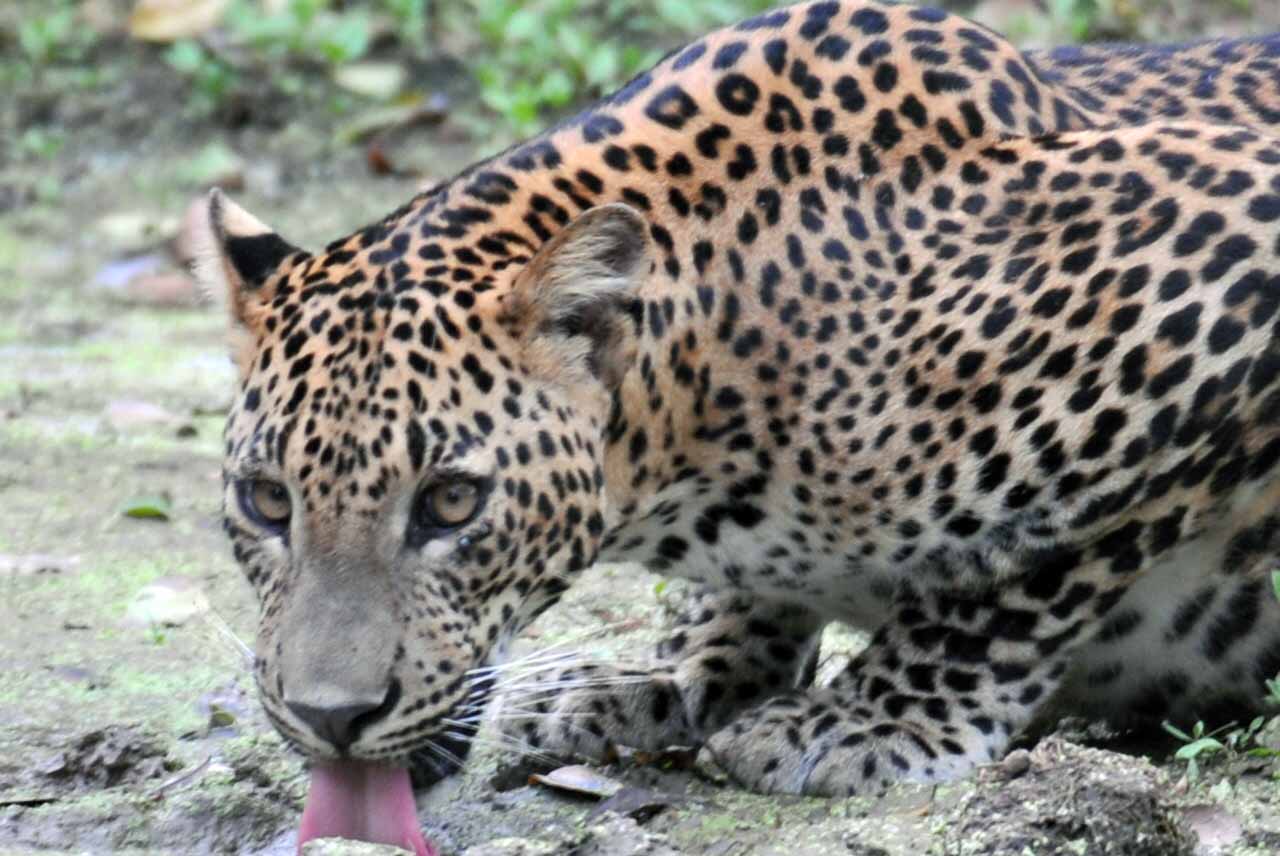 Close-up of a wild leopard's head as it drinks at a watering hole in Yala National Park
