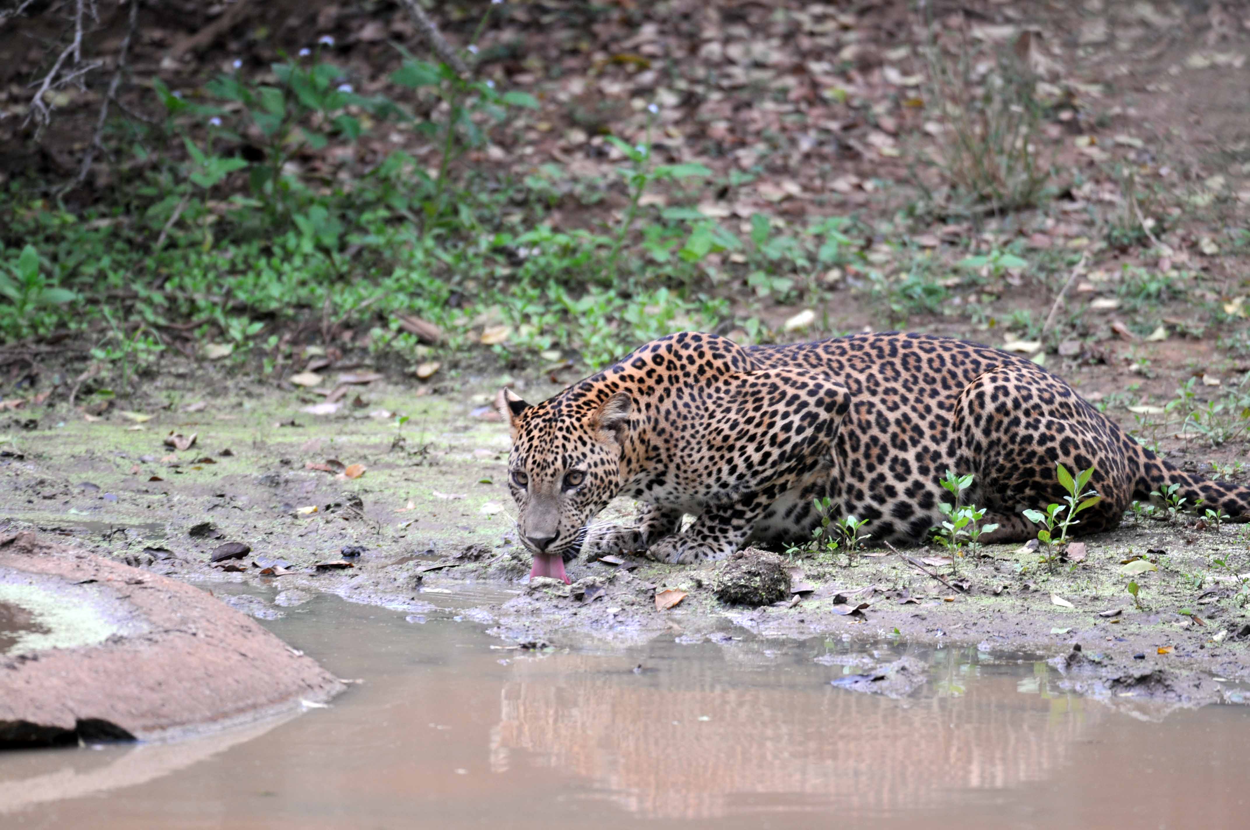A wild leopard crouching at a watering hole in Yala National Park, shot from a wide angle showing the surrounding terrain