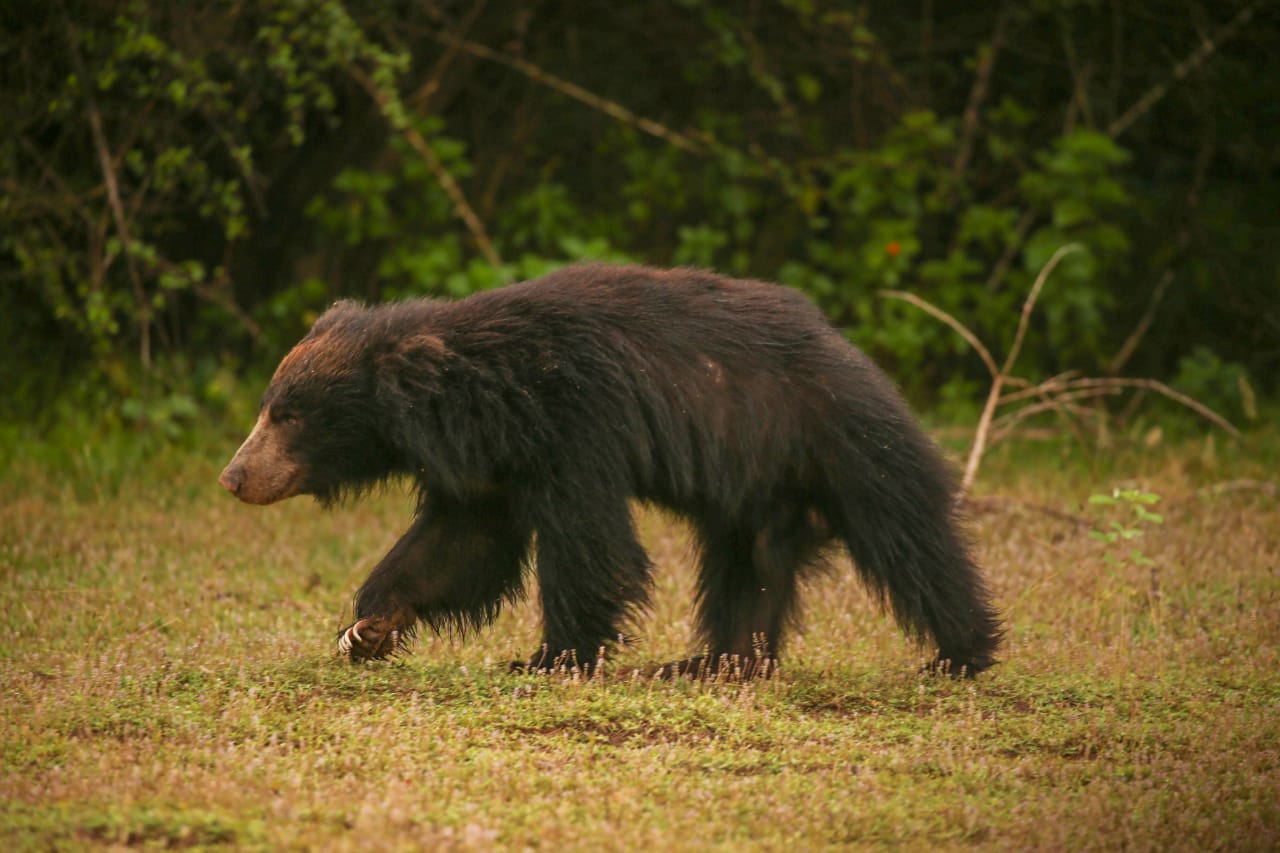 A sloth bear walking through low scrub in Yala National Park